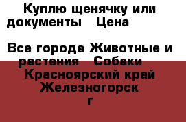 Куплю щенячку или документы › Цена ­ 3 000 - Все города Животные и растения » Собаки   . Красноярский край,Железногорск г.